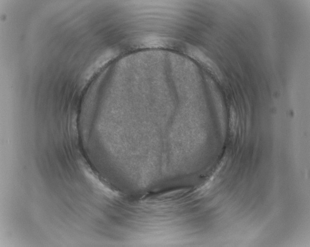 X0000070410394200607072314