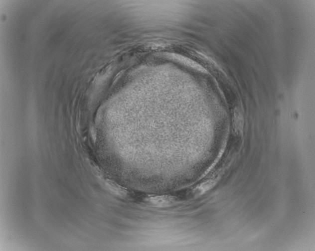 X0000070410417200607072314