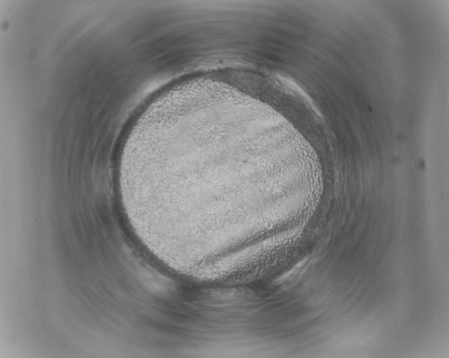 X0000070410439200607072313