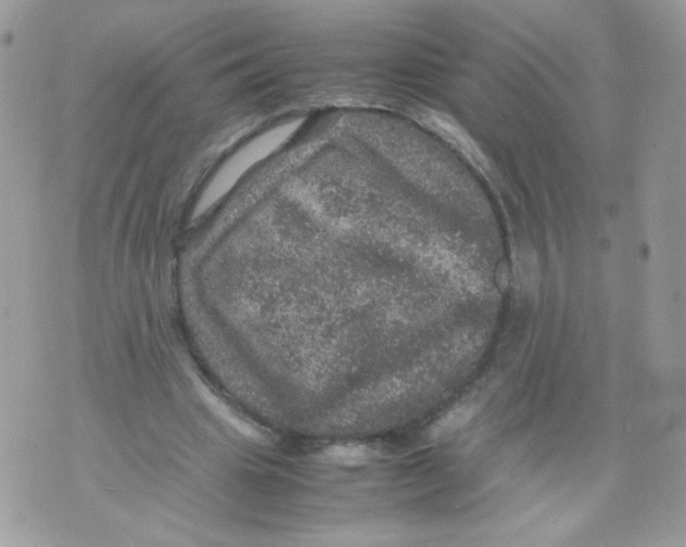 X0000070410441200607072313