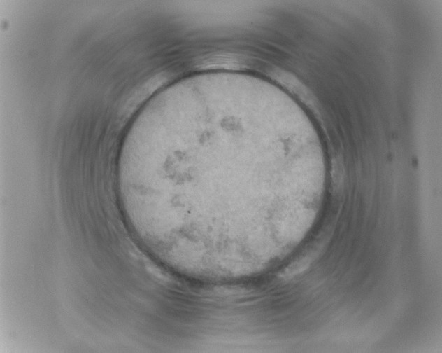 X0000070410529200607072311