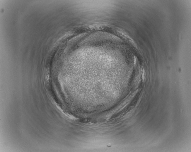 X0000070410593200607072311