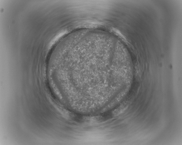 X0000070410679200607072310