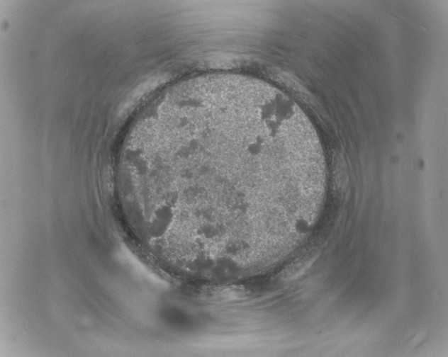 X0000070410683200607072310