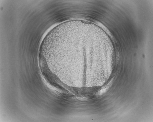 X0000070410955200607072306