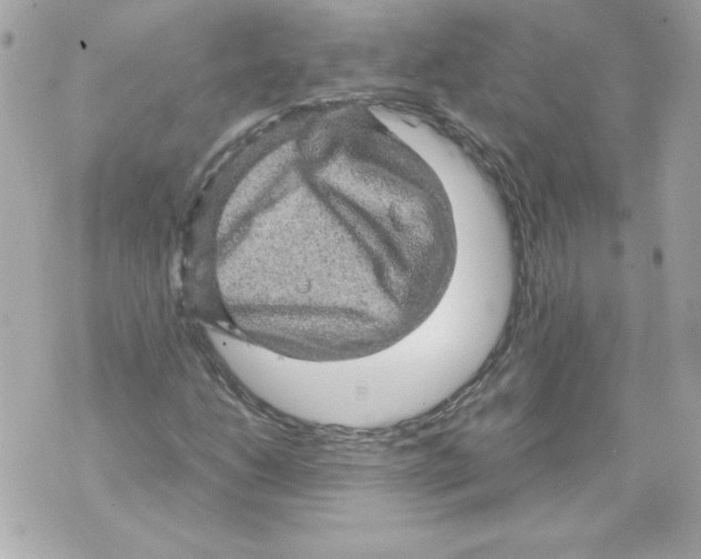 X0000070411206200607072300