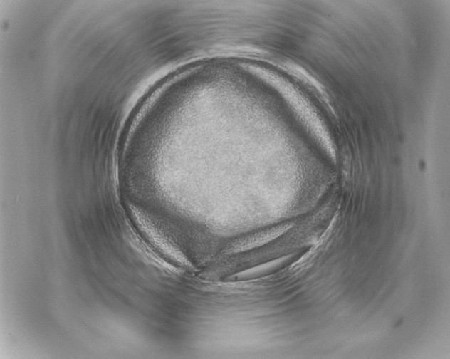 X0000070411280200607072300