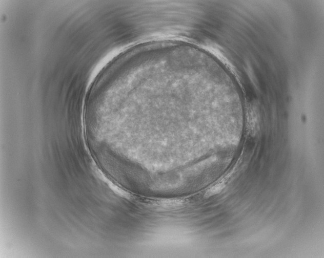 X0000070411294200607072300