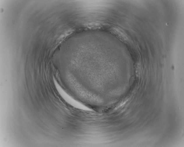 X0000070411298200607072259