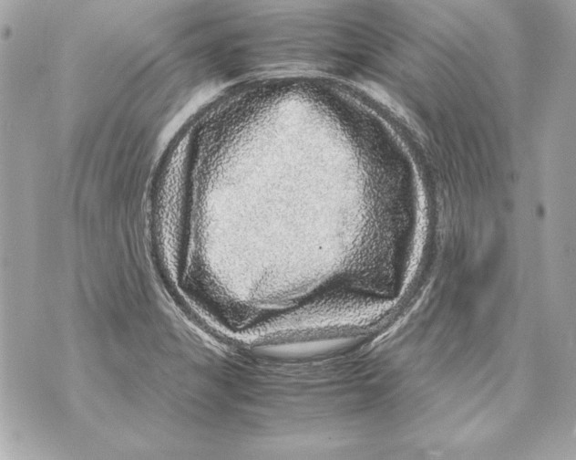 X0000070411325200607072259