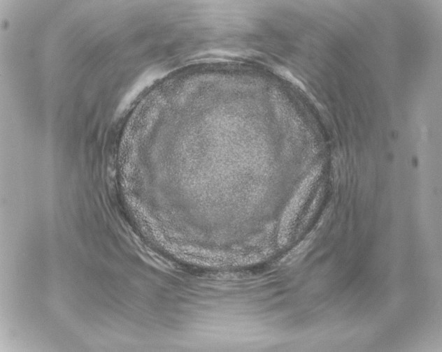 X0000070411355200607072259