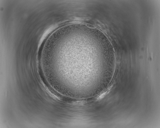 X0000070420102200606121356