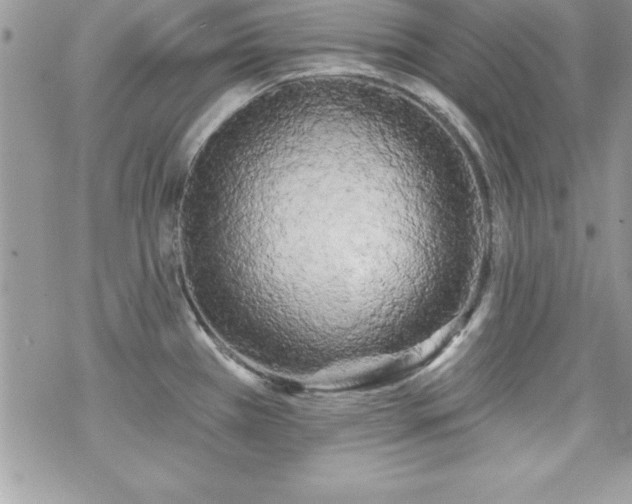 X0000070421385200606121334
