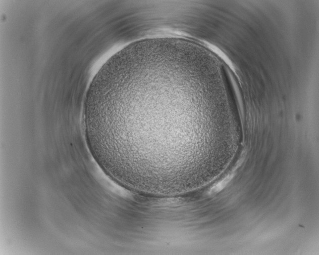 X0000070421387200606121334