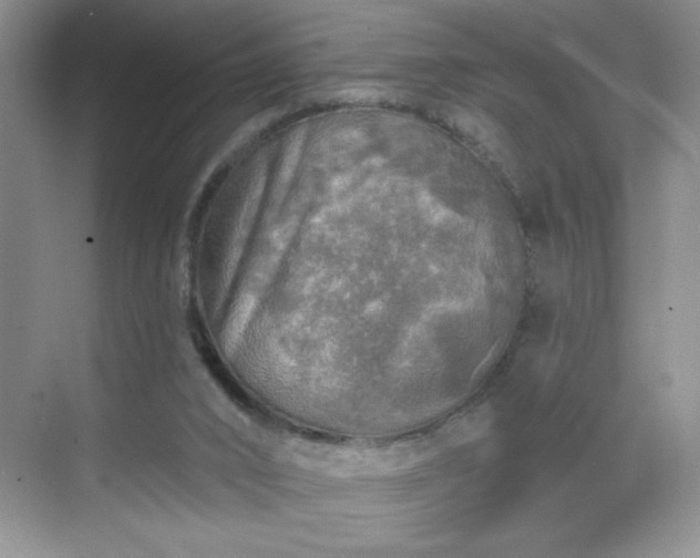 X0000070420016200606161450