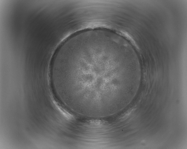 X0000070420439200606161442