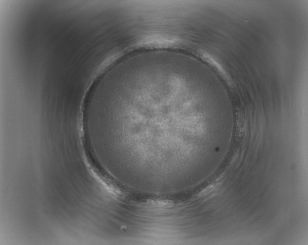 X0000070420582200606161440