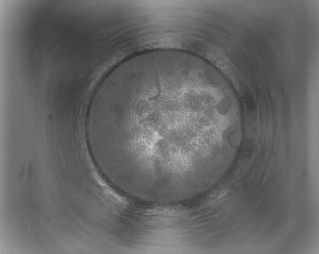 X0000070420625200606161439