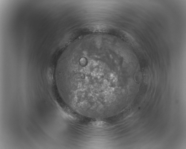 X0000070420695200606161438