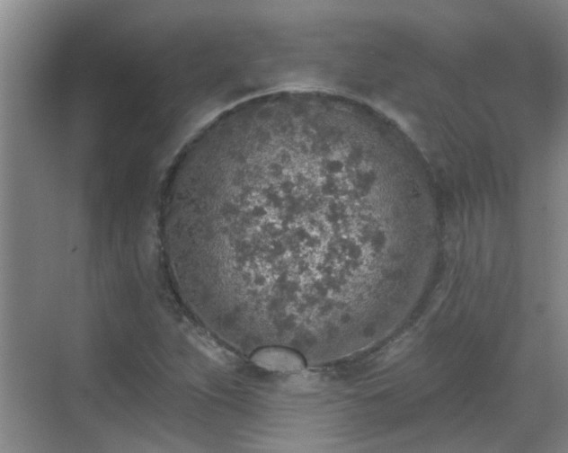 X0000070421263200606161429