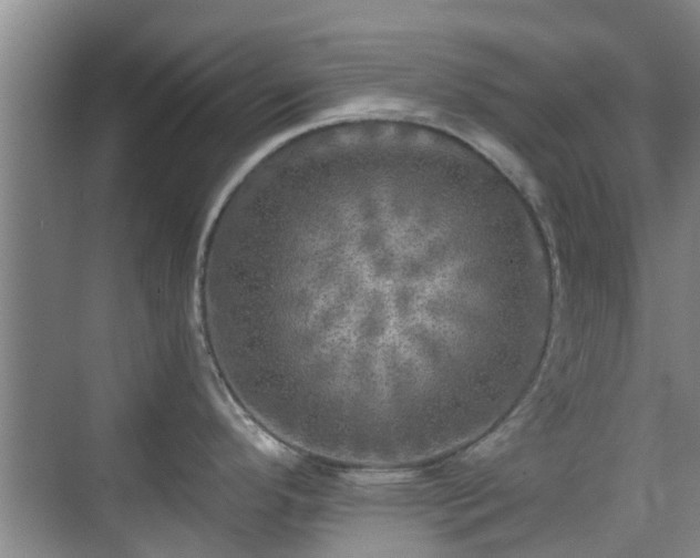 X0000070421296200606161428