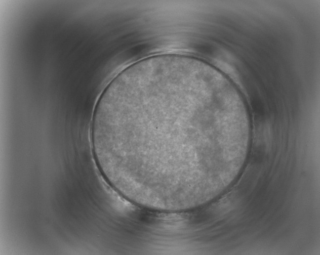 X0000070421338200606161428