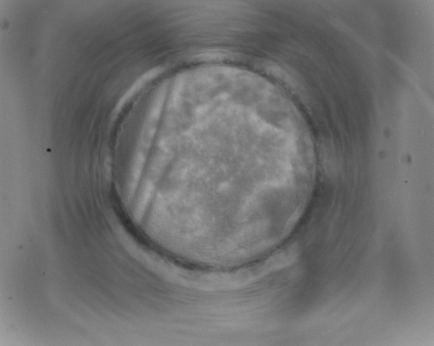 X0000070420016200606231904