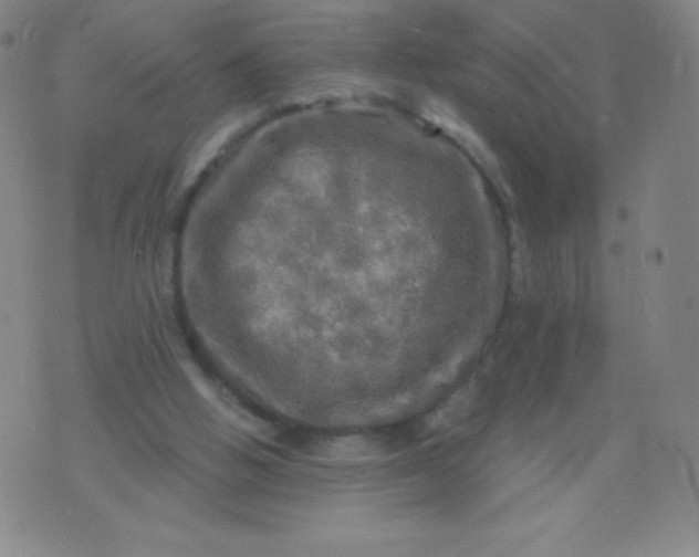 X0000070420058200606231903