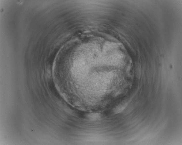 X0000070420085200606231904