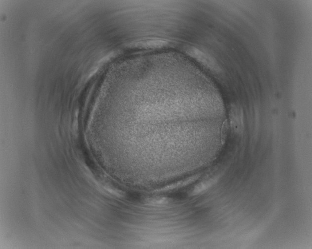 X0000070420206200606231901