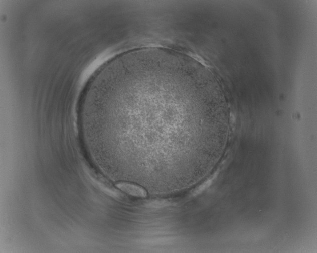 X0000070420246200606231900