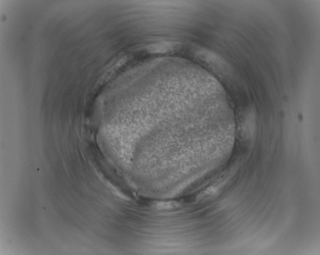 X0000070420277200606231900