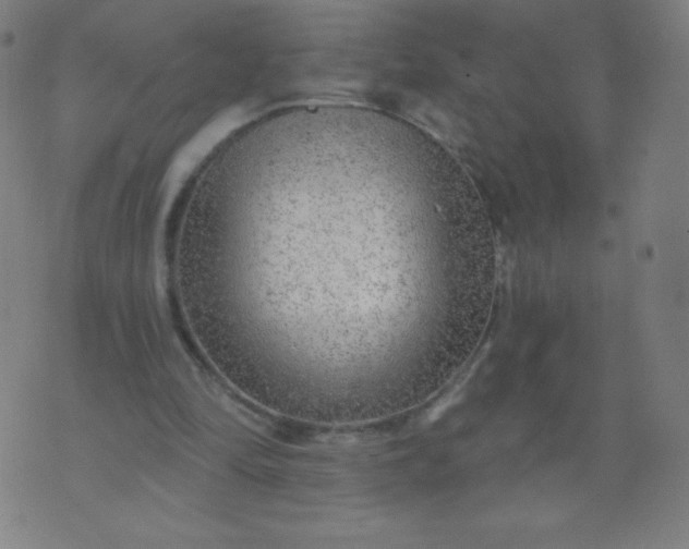 X0000070420294200606231900