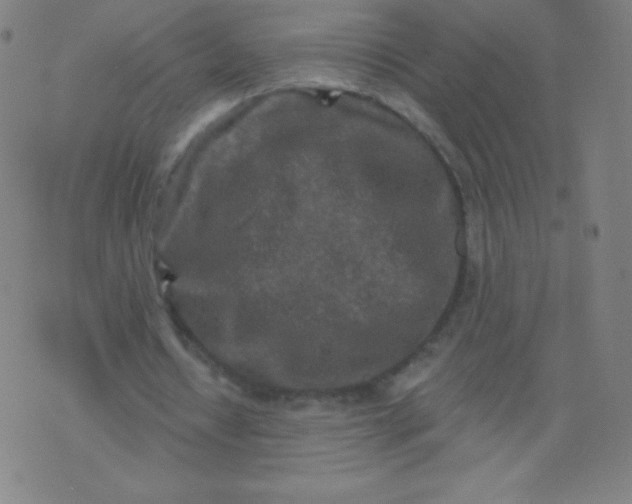 X0000070420434200606231857