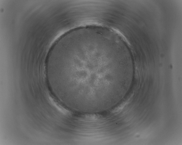 X0000070420439200606231857