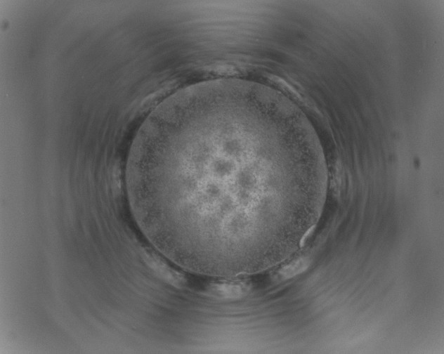 X0000070420466200606231857