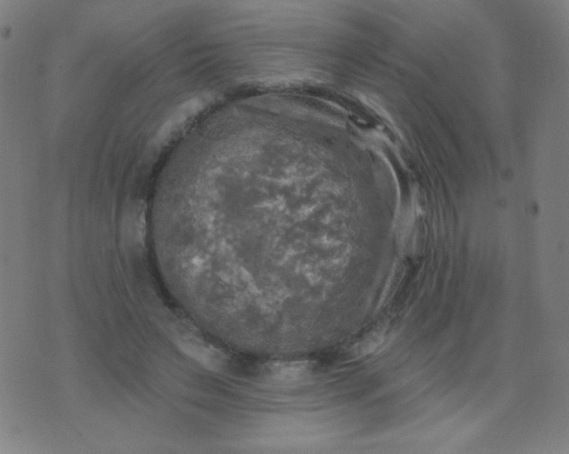 X0000070420495200606231856