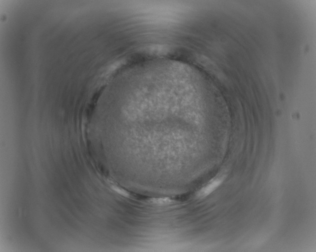 X0000070420528200606231856