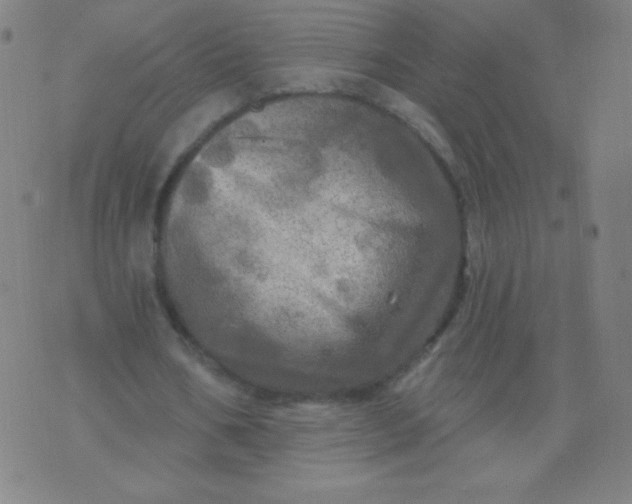 X0000070420578200606231855