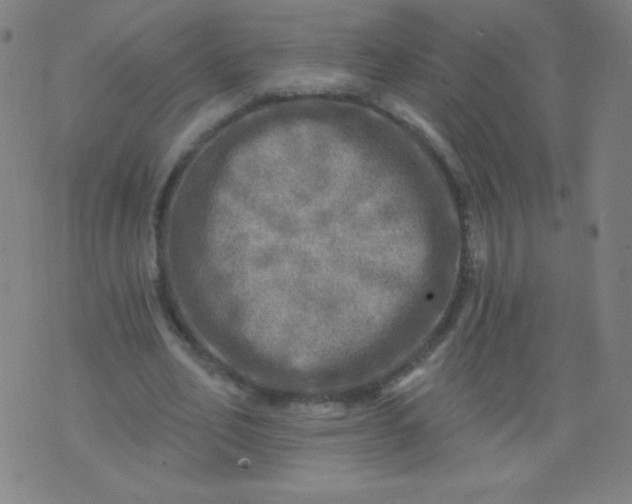 X0000070420582200606231855