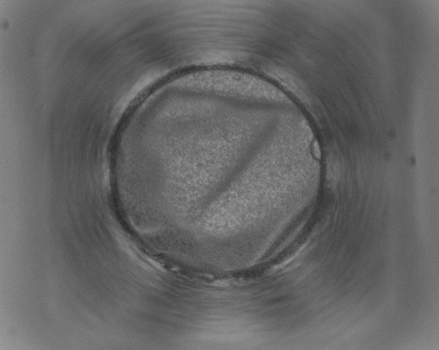 X0000070420584200606231855