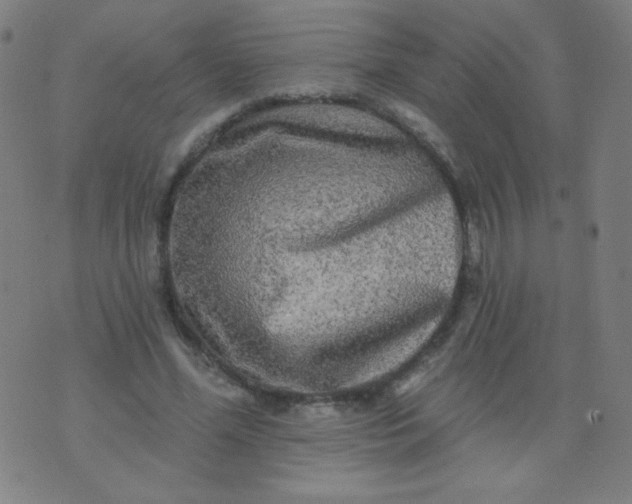 X0000070420588200606231855