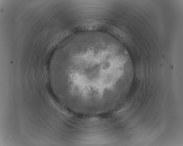 X0000070420594200606231855