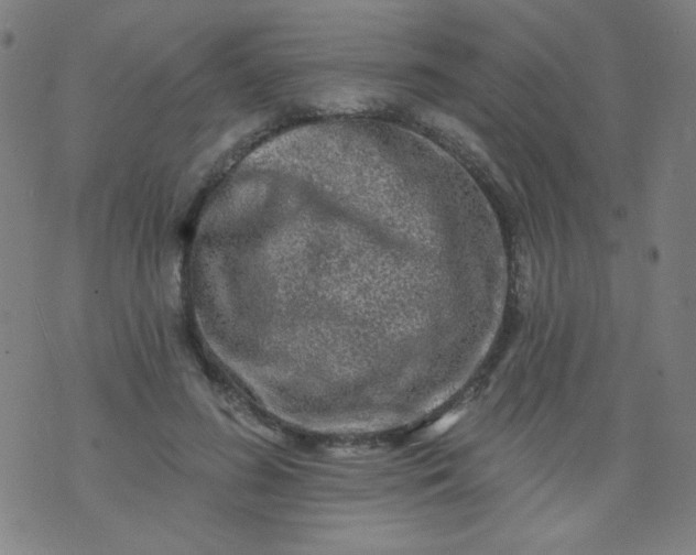 X0000070420596200606231855