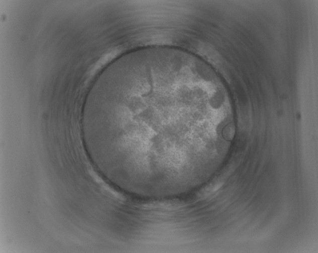 X0000070420625200606231854