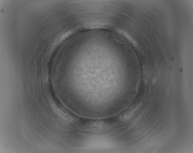 X0000070420631200606231854