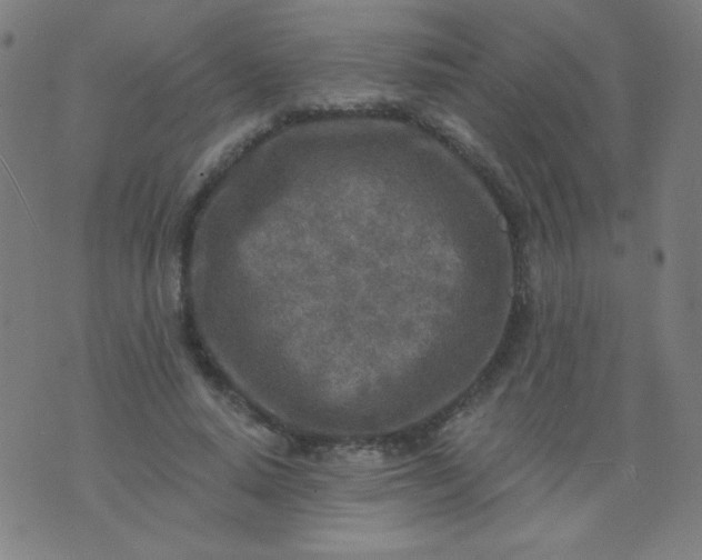 X0000070420640200606231854