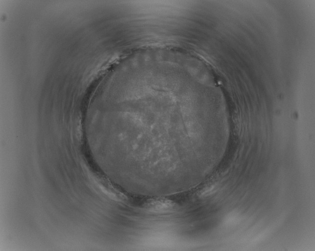 X0000070420642200606231854