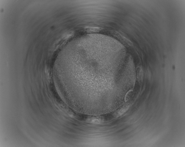 X0000070420655200606231854