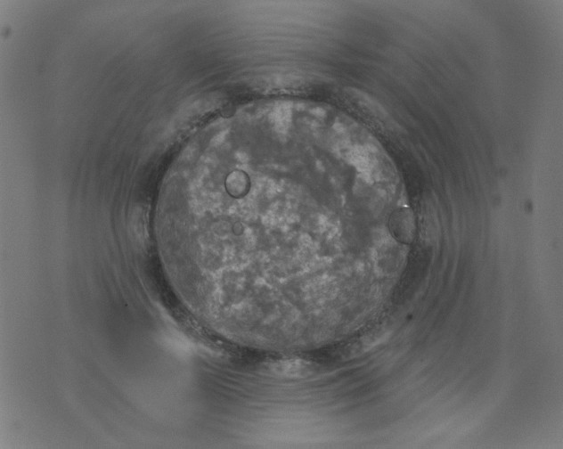 X0000070420695200606231853